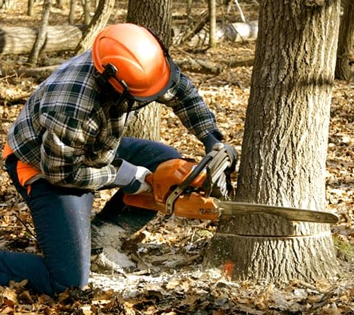 Tree Removal in Plainfield, NH